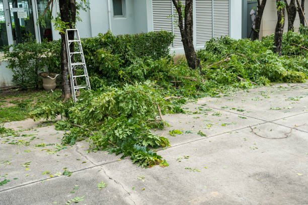 How Our Tree Care Process Works  in  Sullivan City, TX