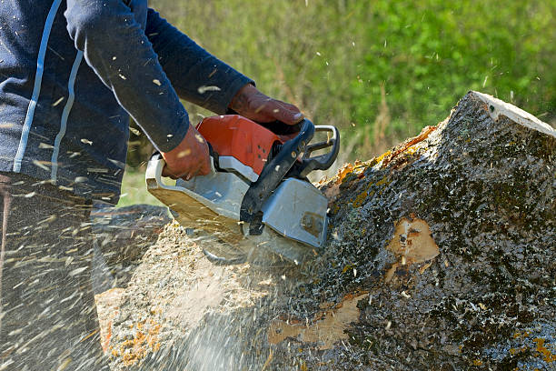 Professional Tree Removal in Sullivan City, TX
